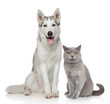 Cat and dog together on a white background