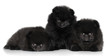 Black Spitz puppies on a white background