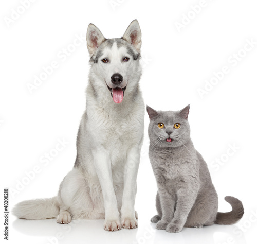 Photo: Cat and dog together on a white background Cat and dog together on a white background