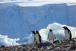 Eselspinguine in der Antarktis
