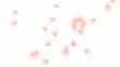 舞い桜04