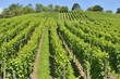hilly vineyard #8, Stuttgart