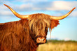scottish highland cow