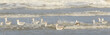 Herring gull on a beach