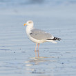 Photo: Herring gull on a beach Herring gull on a beach