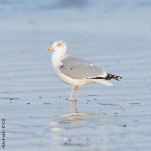 Photo: Herring gull on a beach Herring gull on a beach