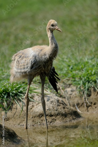 Photo: Gru Juv Gru Juv