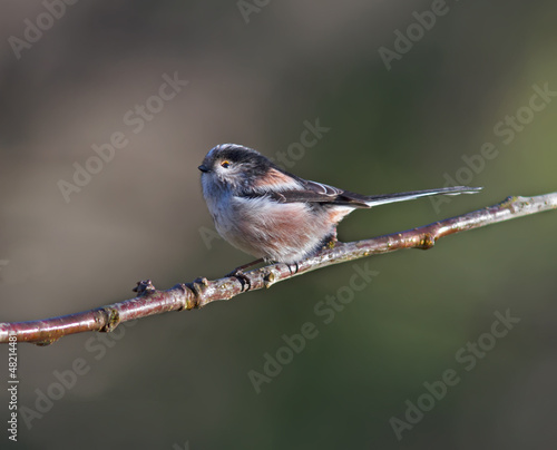 Photo: Long-Tailed Tit Long-Tailed Tit