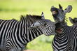Zebras with mouths open
