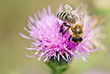Photo: Bee on thistle Bee on thistle