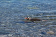 Eselspinguine in der Antarktis
