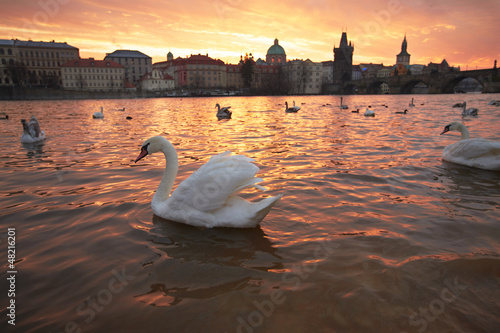 Photo: Group of swans on Vltava River in Prague Group of swans on Vltava River in Prague