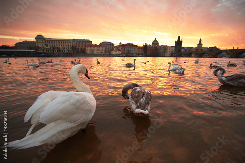 Photo: Group of swans on Vltava River in Prague Group of swans on Vltava River in Prague