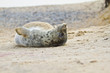 Junge Kegelrobbe (Halichoerus grypus)