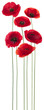 poppy