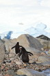 Eselspinguine in der Antarktis