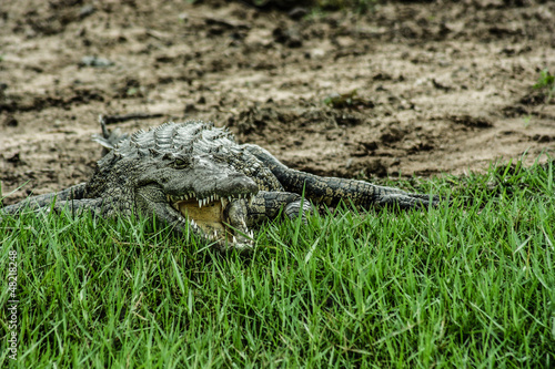 Photo: Caiman sitting over green grass. Caiman sitting over green grass.