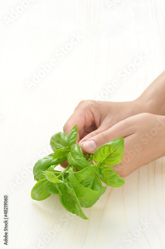 Photo: Basil, hands of young woman holding fresh herbs Basil, hands of young woman holding fresh herbs
