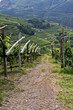 Terrazze di vigneti