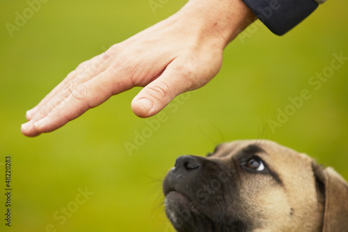 Photo: Man is training cane corso dog puppy Man is training cane corso dog puppy
