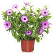 Pot with violet african daisy (Dimorphoteca, Osteospermum) flowe