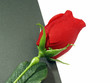 Photo: Rose Rose