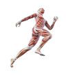 Illustration: Sport anatomy - runner Sport anatomy - runner