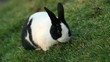rabbit