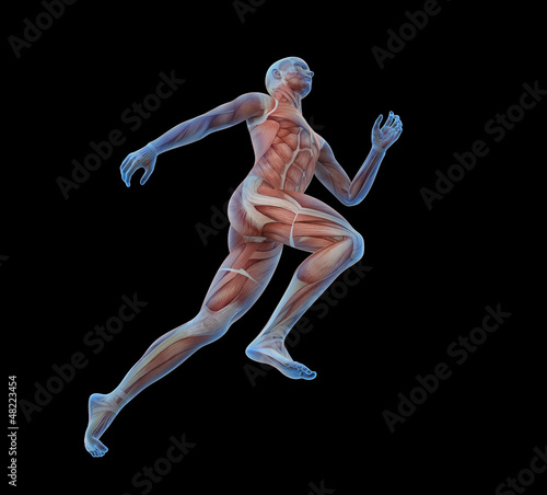 Illustration: Sport anatomy - runner Sport anatomy - runner