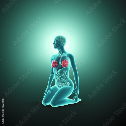 Illustration: Female anatomy Female anatomy