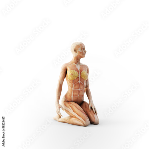 Illustration: Female anatomy Female anatomy