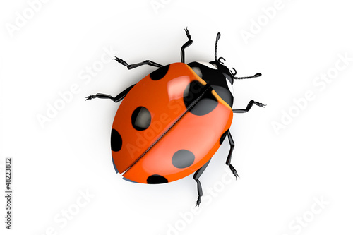 Illustration: Ladybug on white background Ladybug on white background