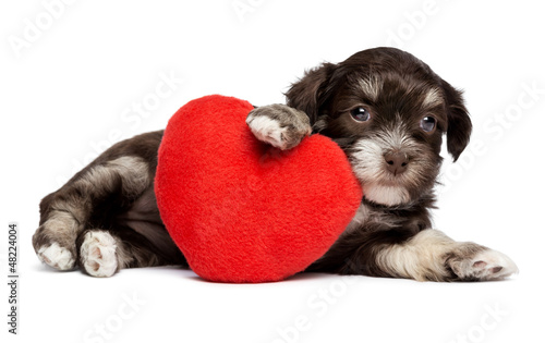 Photo: Cute Valentine Havanese puppy dog with a red heart Cute Valentine Havanese puppy dog with a red heart