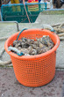 Basket of Oysters