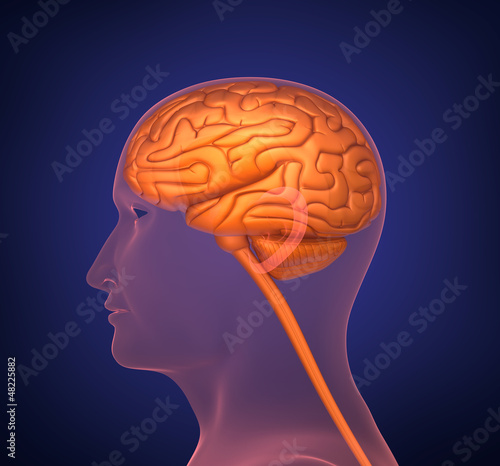 Illustration: Human brain. Cross section. On dark background. Human brain. Cross section. On dark background.
