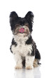 Beaver Yorkshire Terrier - Biewer Yorkshire Terrier
