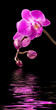 Pink orchid on black