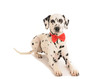 Hund  mit Fliege liegend