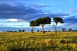 trees and cloudy sky landscape in the Masai mara, Kenya