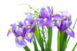 Foto: Beautiful purple iris flowers, isolated on white background Beautiful purple iris flowers, isolated on white background