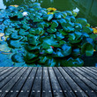 Lily Pad Background