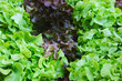 Photo: Red and green lettuce Red and green lettuce