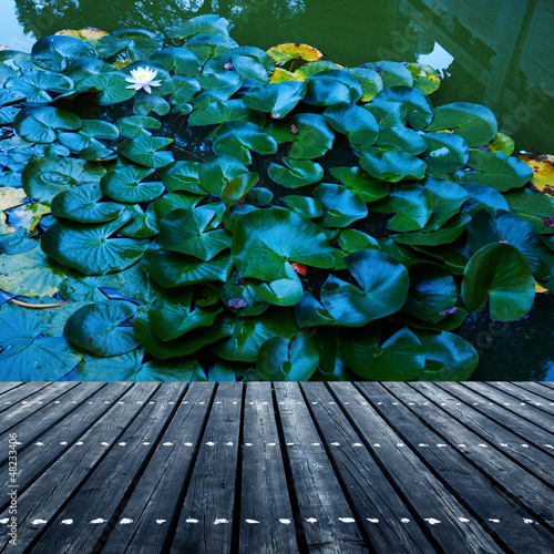 Photo: Lily Pad Background Lily Pad Background