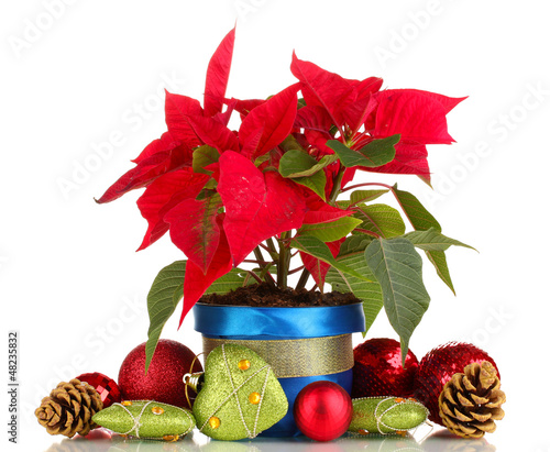 Photo: Beautiful poinsettia with christmas balls isolated on white Beautiful poinsettia with christmas balls isolated on white