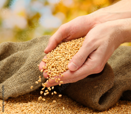 Photo: man hands with grain, on green background man hands with grain, on green background