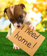 Abandoned little puppy seeking home