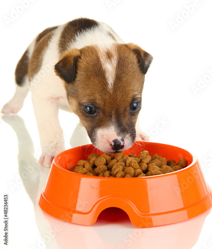 Photo: Beautiful little puppy isolated on white Beautiful little puppy isolated on white