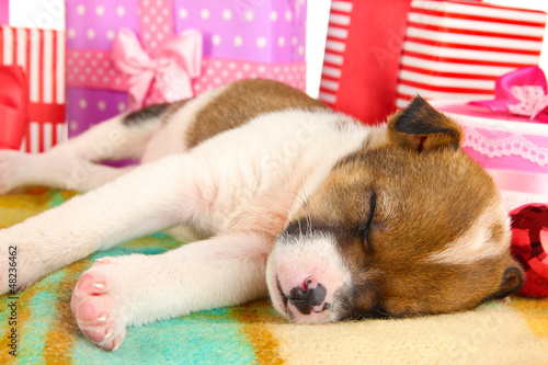 Photo: Beautiful little puppy sleeping surrounded by gifts Beautiful little puppy sleeping surrounded by gifts