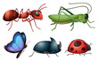 Various insects and bugs