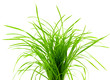 bouquet d'herbe